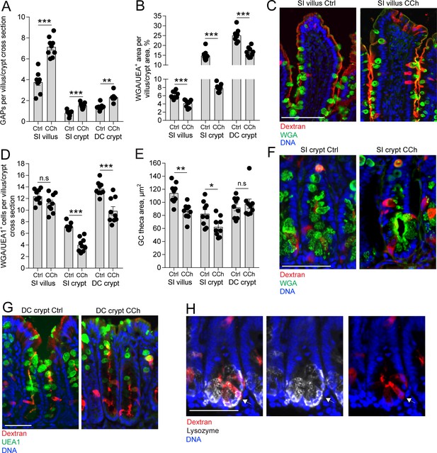 Intestinal goblet cells sample and deliver lumenal antigens by ...