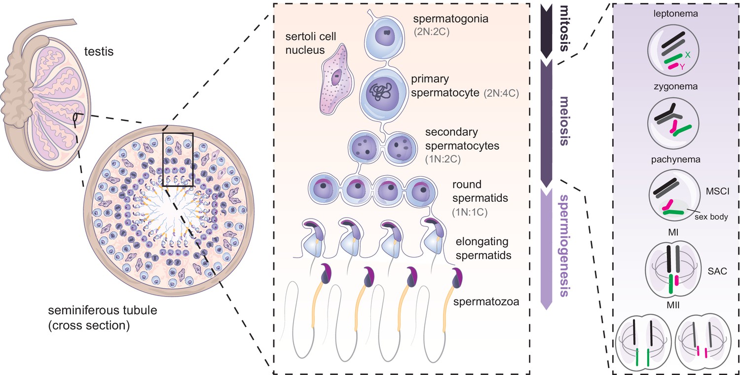 PDF) Lack of sex chromosome specific meiotic silencing in platypus