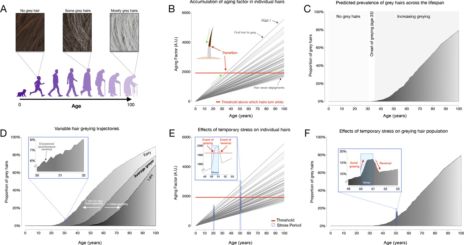 Quantitative mapping of human hair greying and reversal in relation to life  stress | eLife