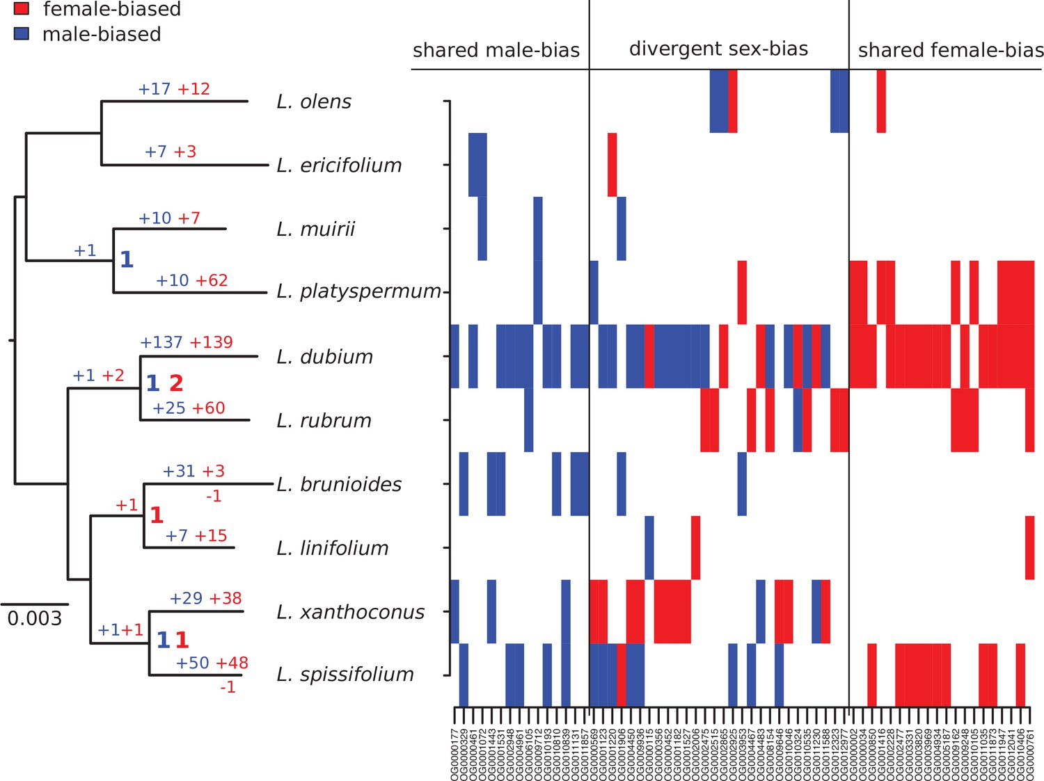 High Rates Of Evolution Preceded Shifts To Sex Biased Gene Expression In Leucadendron The Most 6150