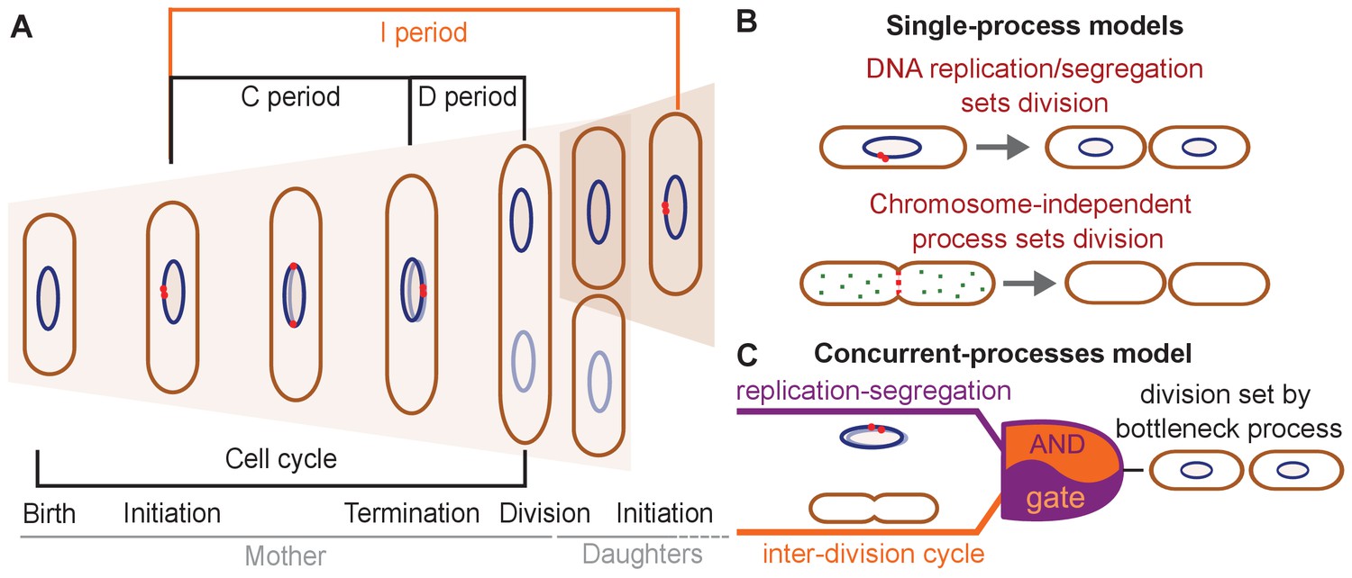 Two different cell cycle processes determine the timing of cell