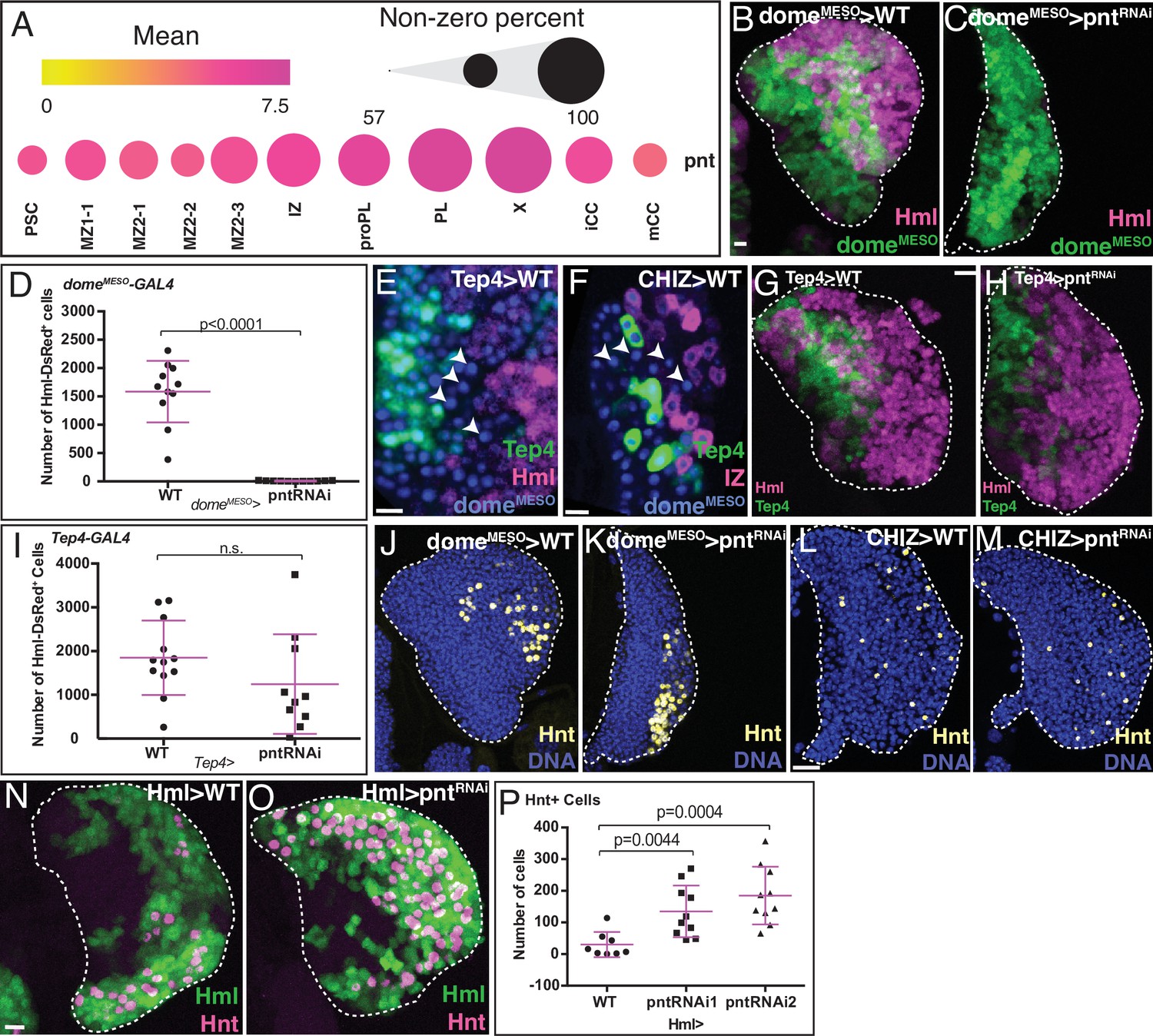 Paths and pathways that generate cell-type heterogeneity and