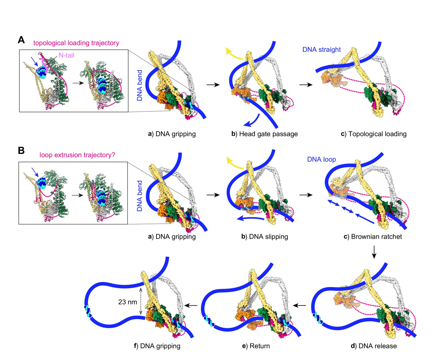 A Brownian Ratchet Model For DNA Loop Extrusion By The Cohesin Complex ...