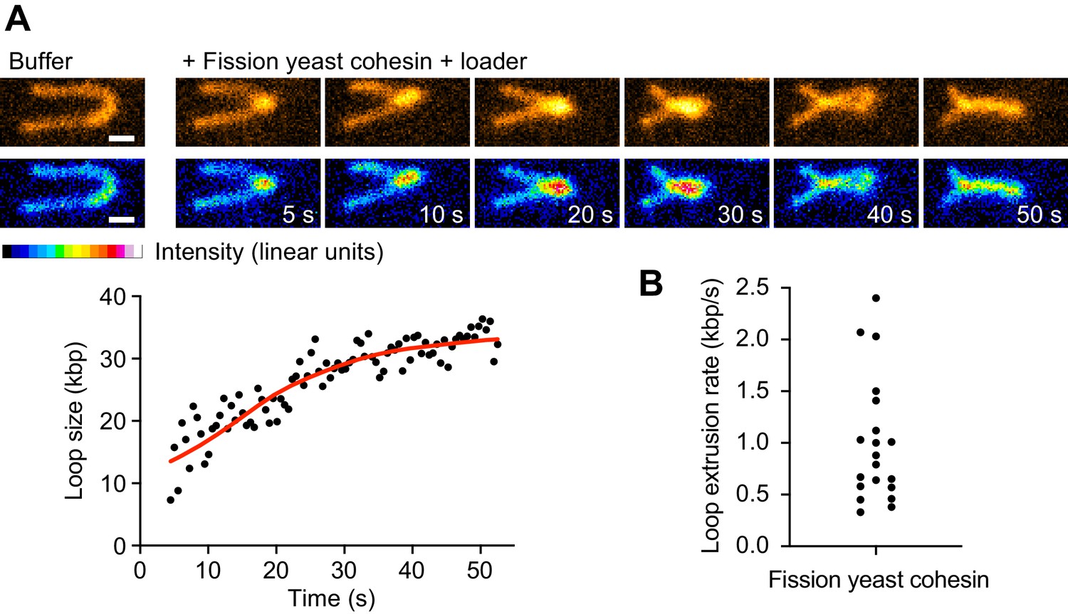 A Brownian Ratchet Model For DNA Loop Extrusion By The Cohesin Complex ...