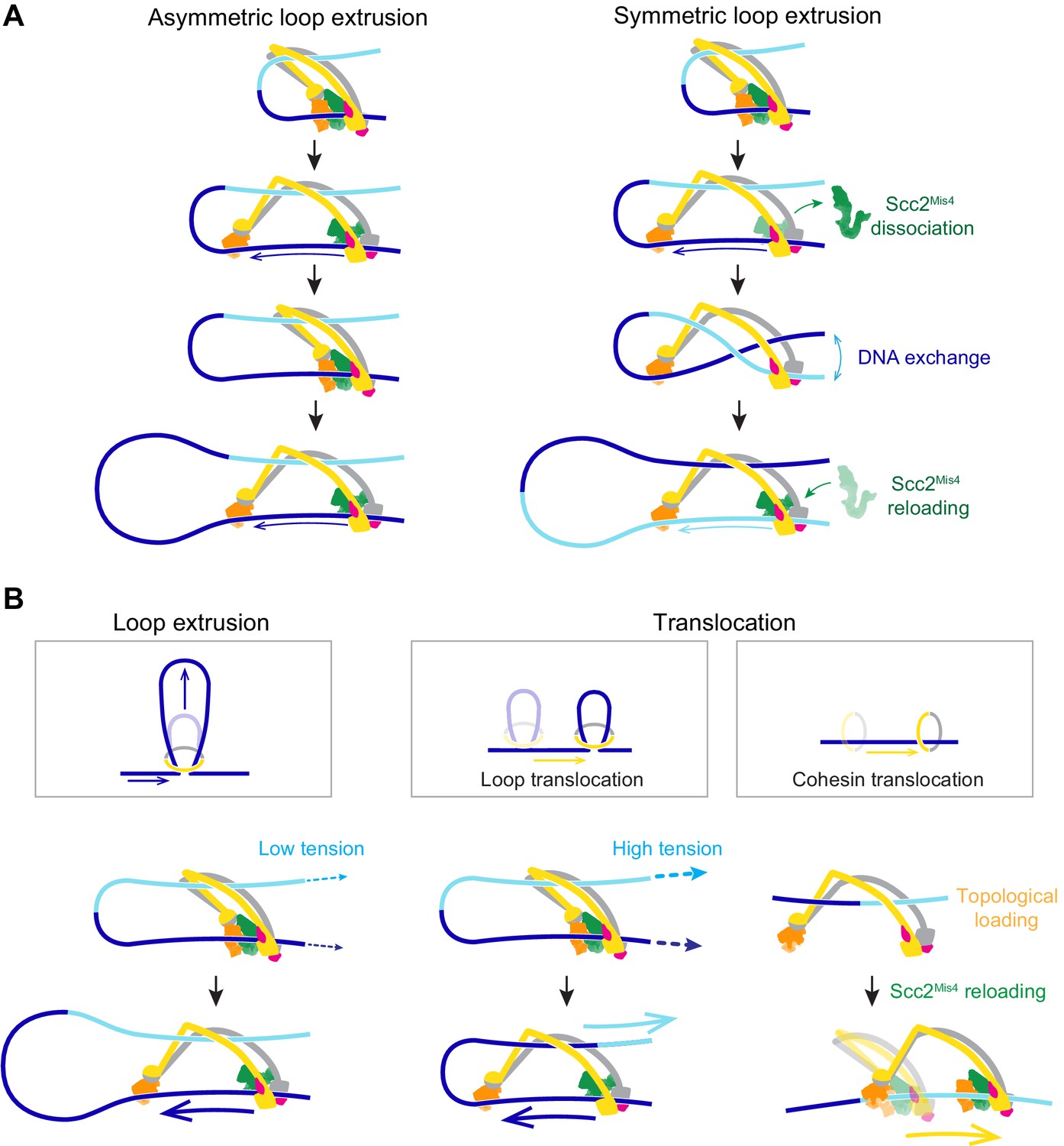 Figures And Data In A Brownian Ratchet Model For DNA Loop Extrusion By ...