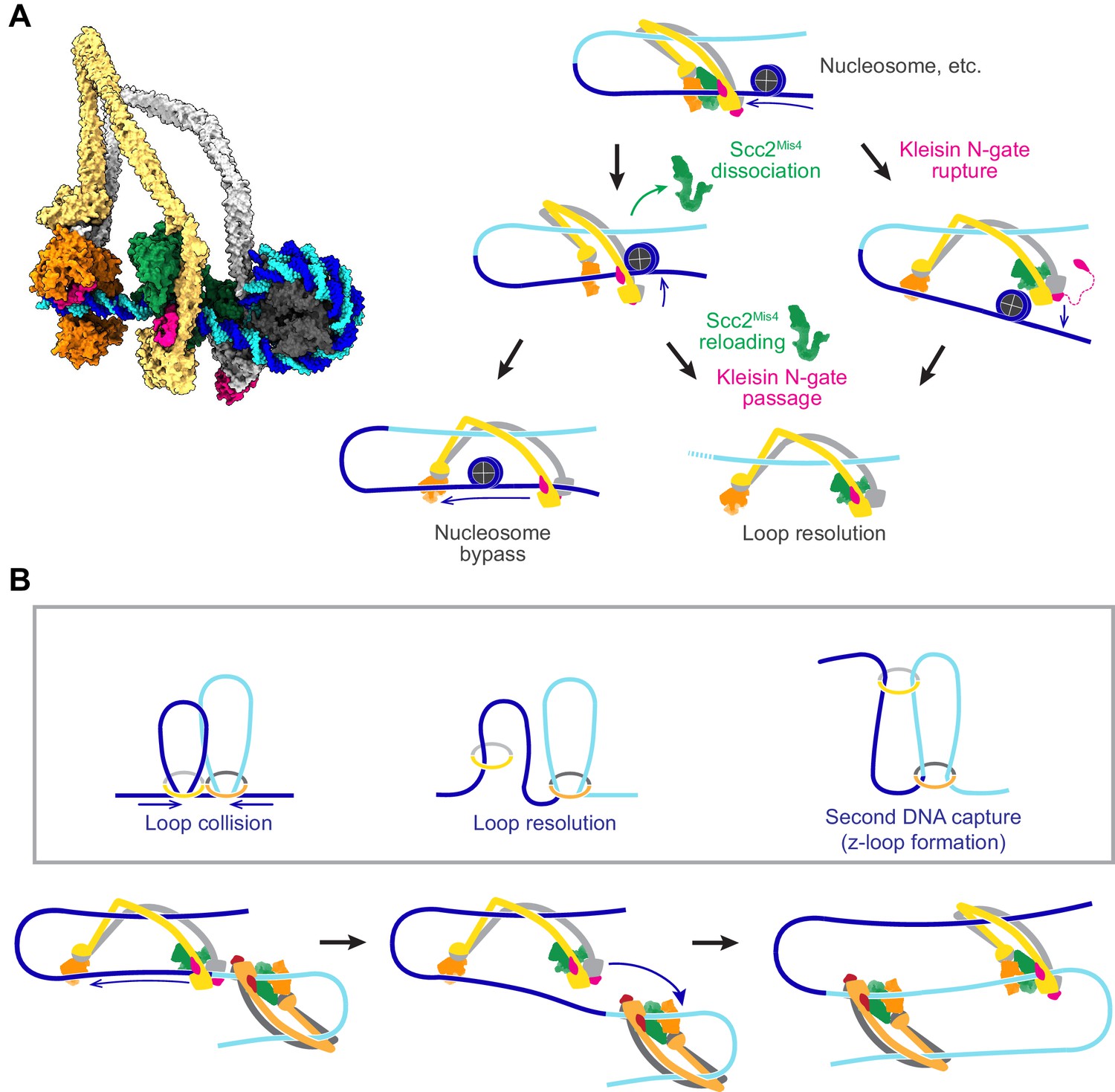 A Brownian Ratchet Model For DNA Loop Extrusion By The Cohesin Complex ...