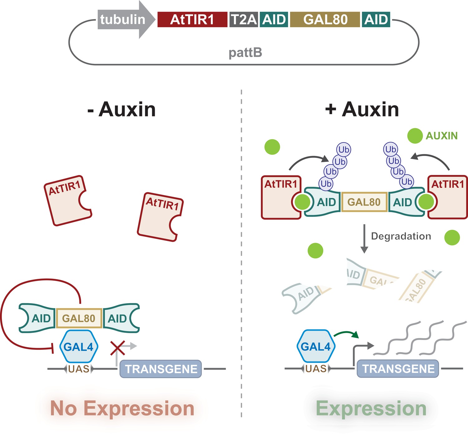 an-auxin-inducible-gal4-compatible-gene-expression-system-for