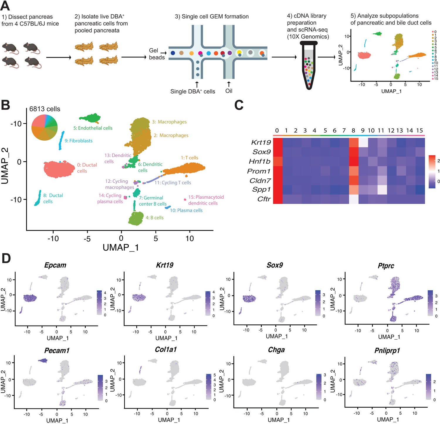 Single-cell Transcriptome Analysis Defines Heterogeneity Of The Murine Pancreatic Ductal Tree ...