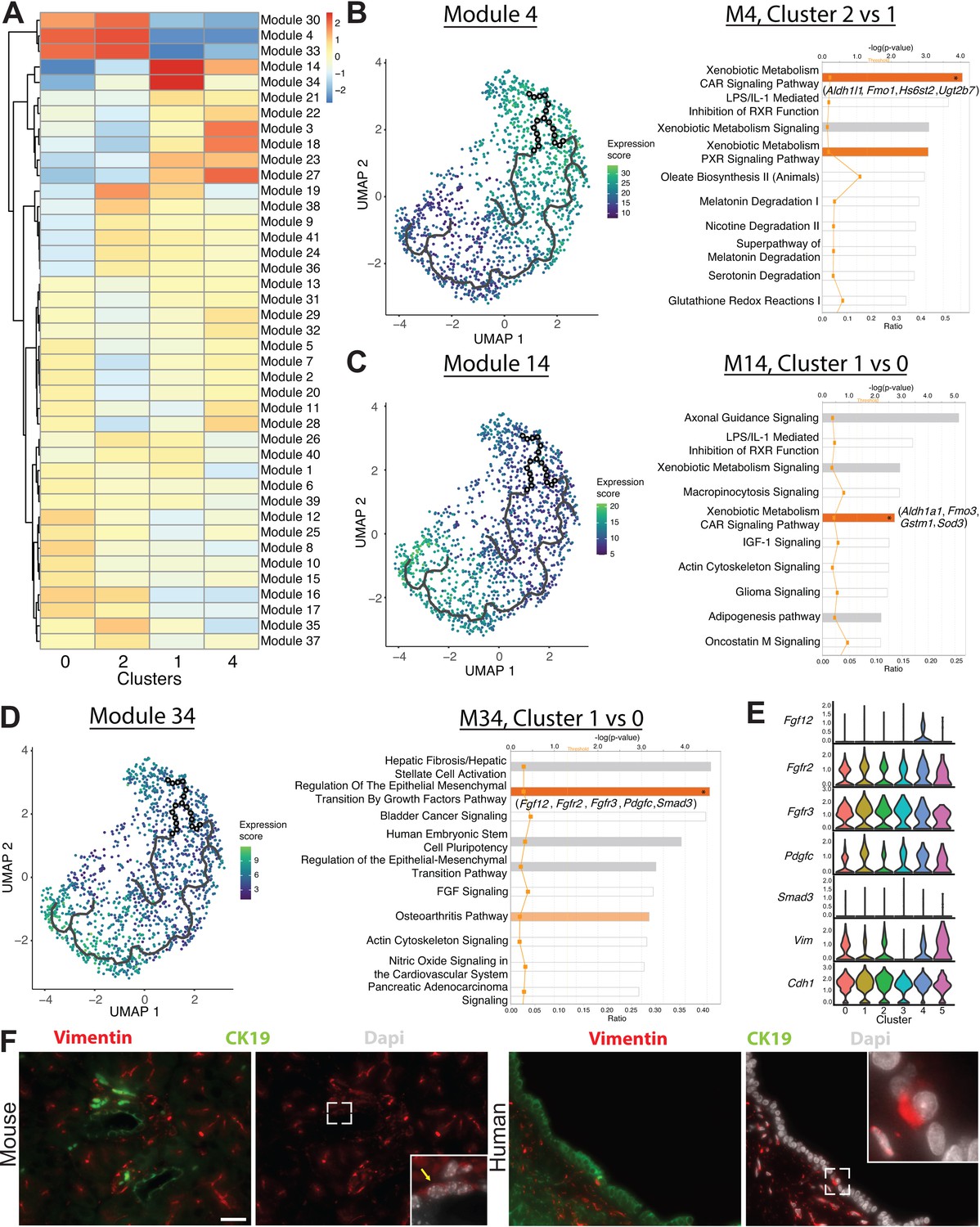 Single Cell Transcriptome Analysis Defines Heterogeneity Of The Murine Pancreatic Ductal Tree