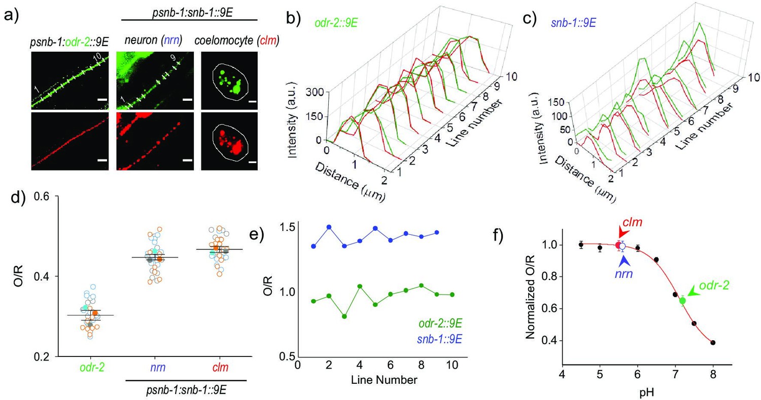 Tissue-specific targeting of DNA nanodevices in a multicellular living ...