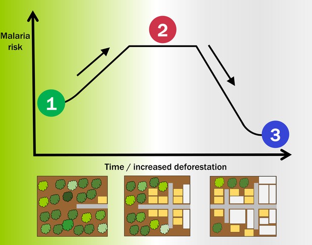 Malaria: What Happens When Forests Fall? | ELife