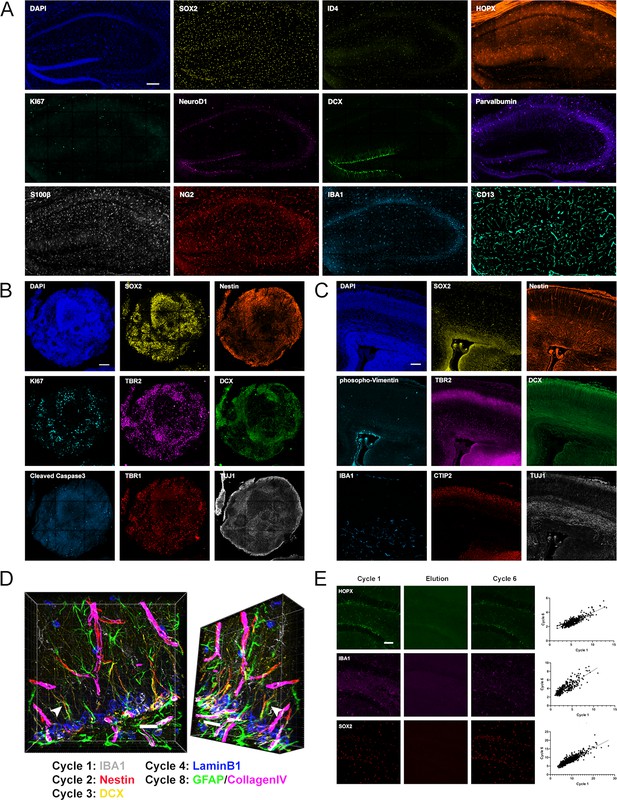 Characterization of the neurogenic niche in the aging dentate gyrus ...