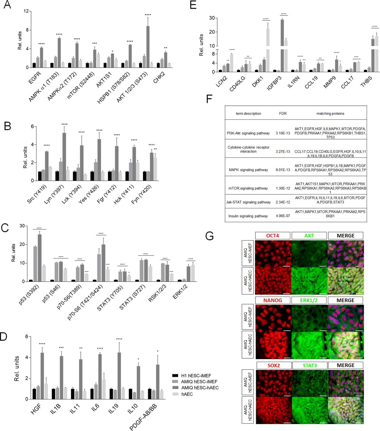 The human amniotic epithelium confers a bias to differentiate toward ...