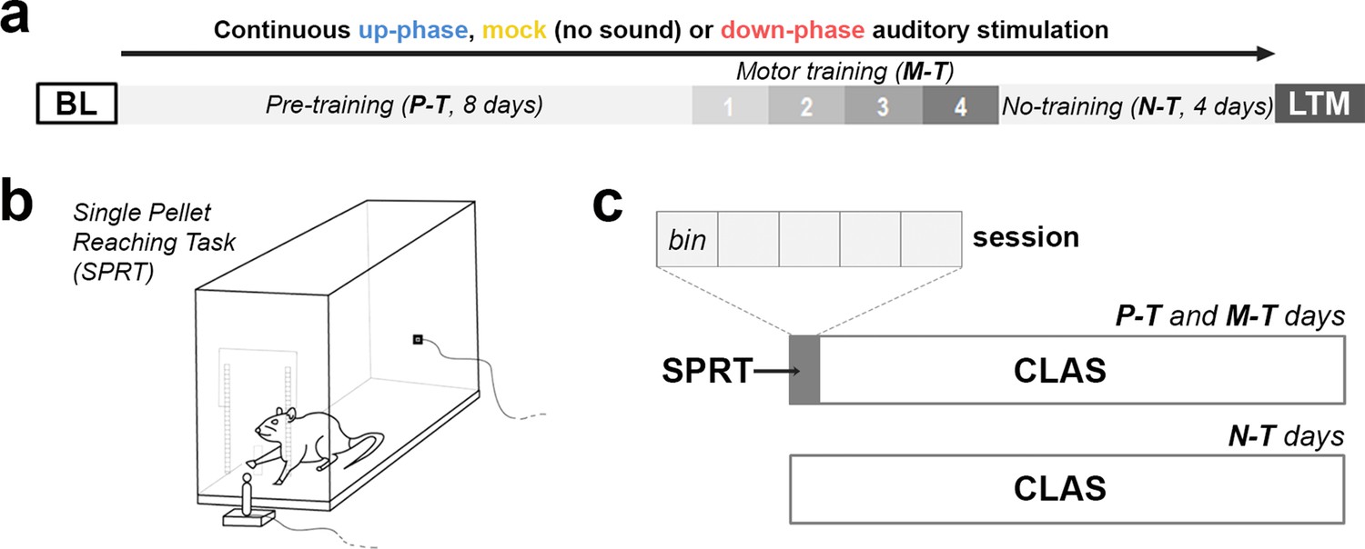 Closed loop auditory stimulation method to modulate sleep slow