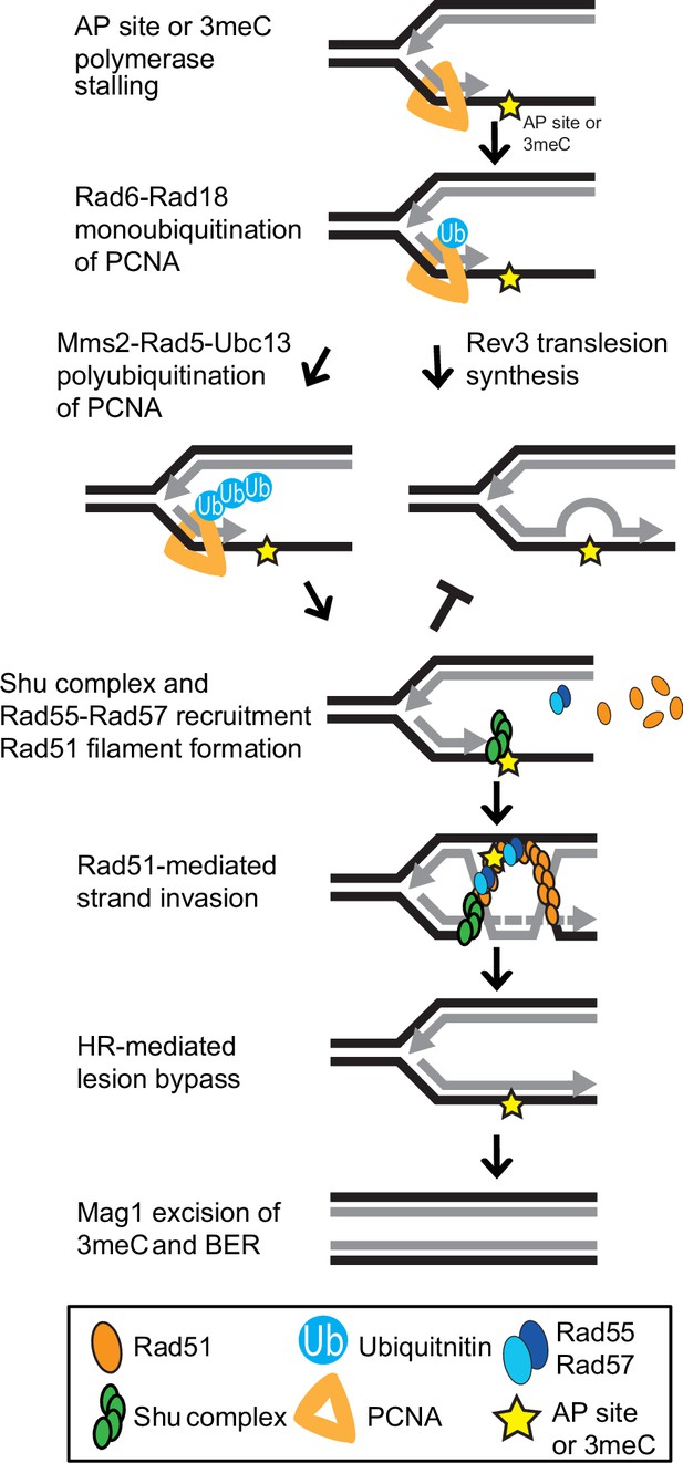 The Shu complex prevents mutagenesis and cytotoxicity of single-strand ...