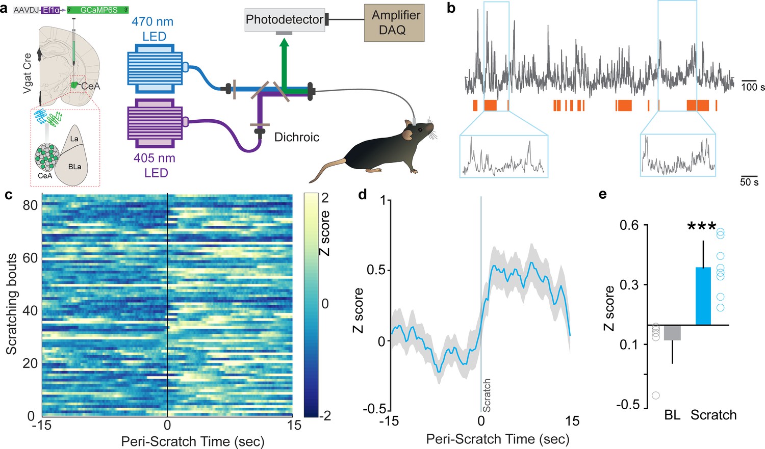 Cellular, circuit and transcriptional framework for modulation of itch ...