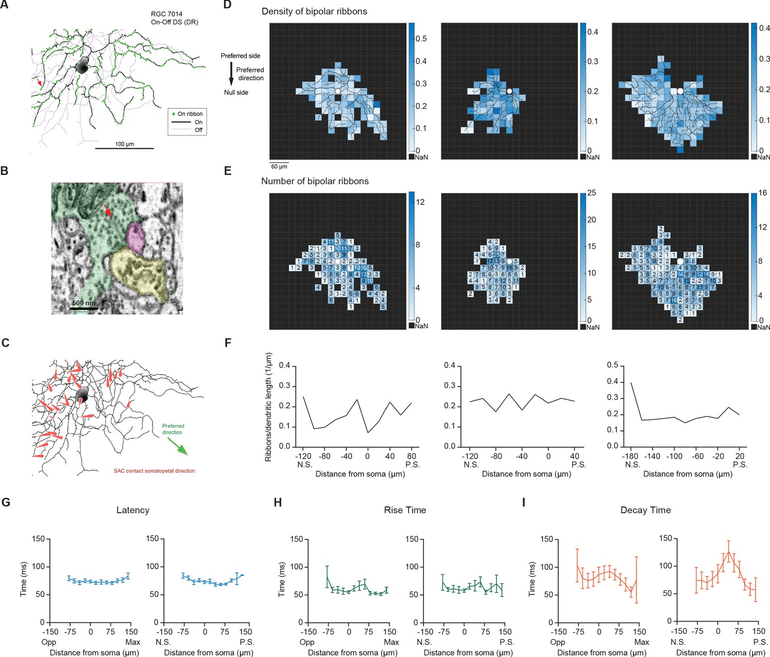 Spatially displaced excitation contributes to the encoding of