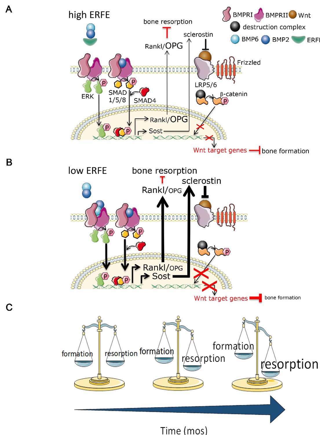The hepcidin regulator erythroferrone is a new member of the erythropoiesis iron bone circuitry