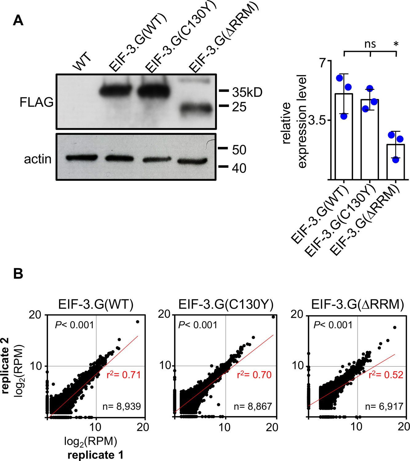 Eukaryotic initiation factor EIF-3.G augments mRNA translation