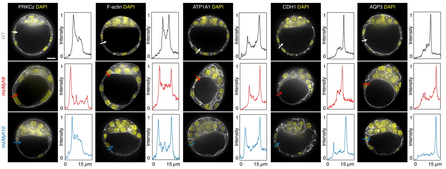 Multiscale analysis of single and double maternal-zygotic