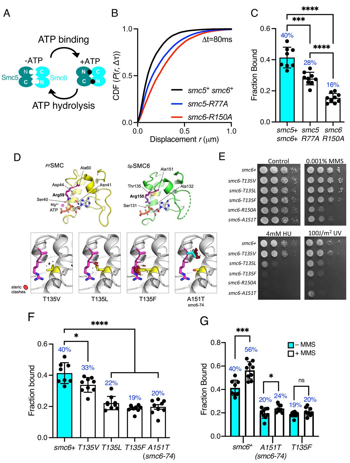 Live Cell Single Molecule Tracking Highlights Requirements For Stable