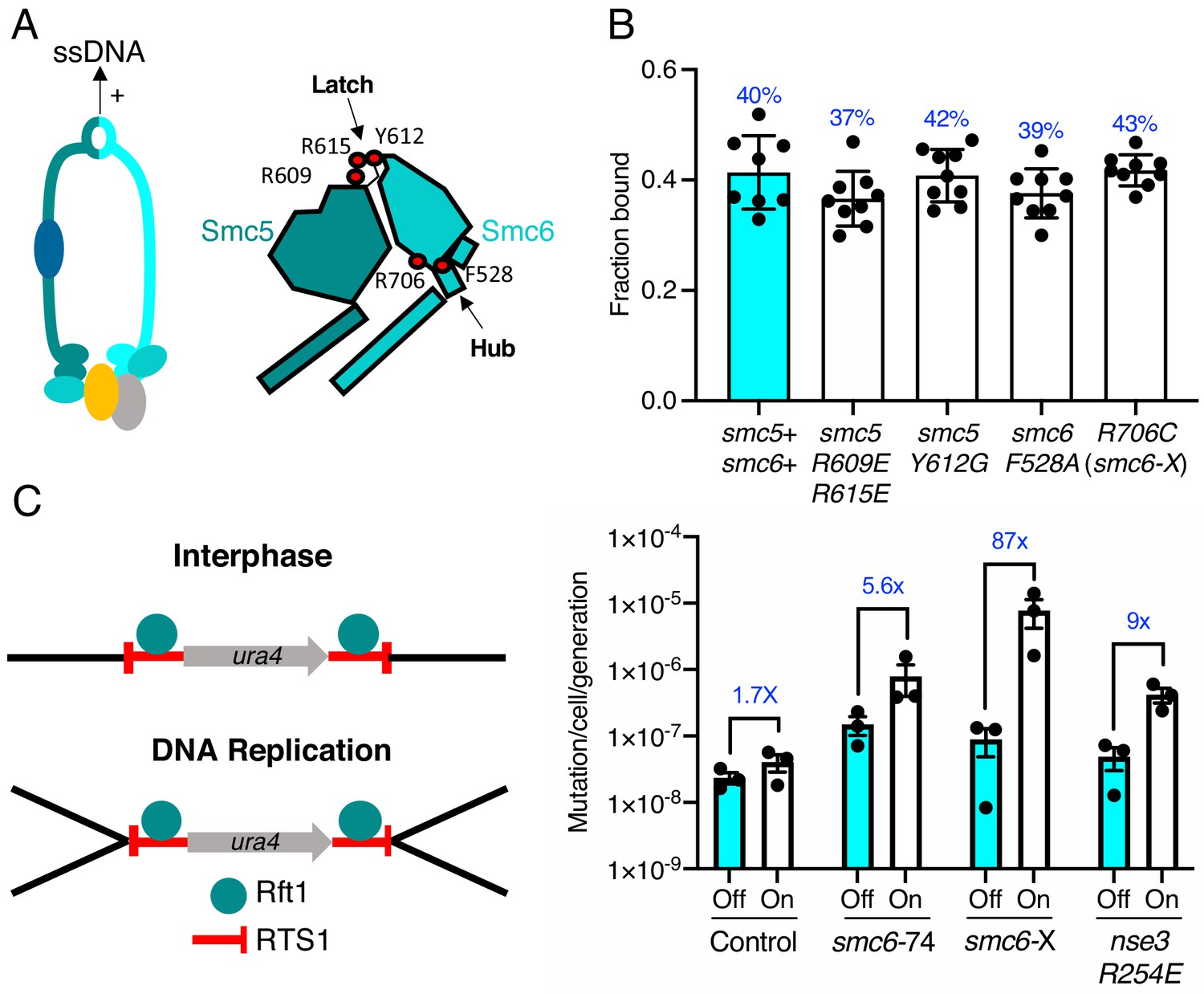 Live Cell Single Molecule Tracking Highlights Requirements For Stable