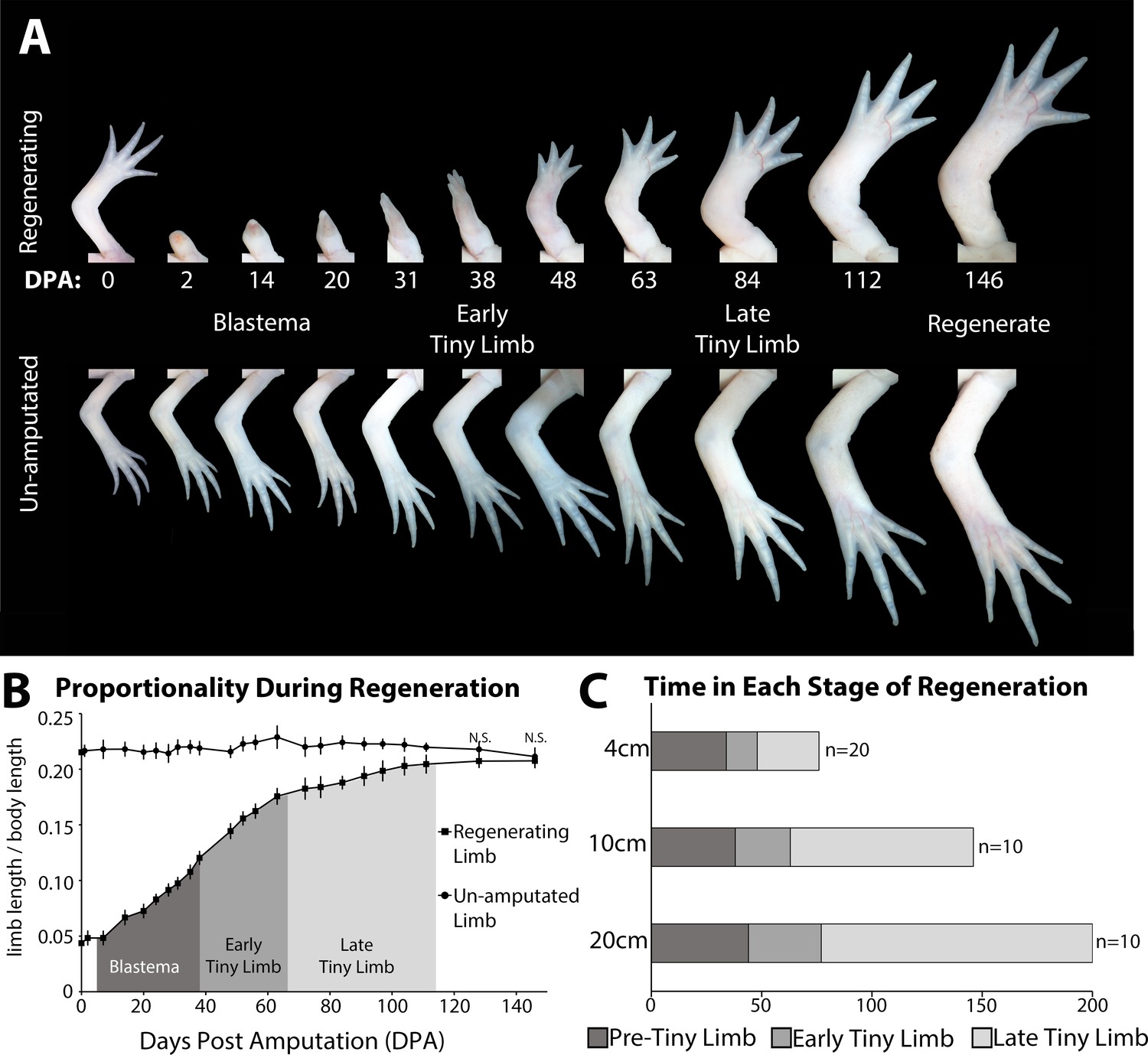 neural-control-of-growth-and-size-in-the-axolotl-limb-regenerate-elife