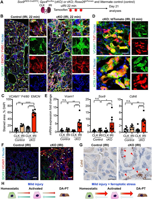 Ferroptotic stress promotes the accumulation of pro-inflammatory ...