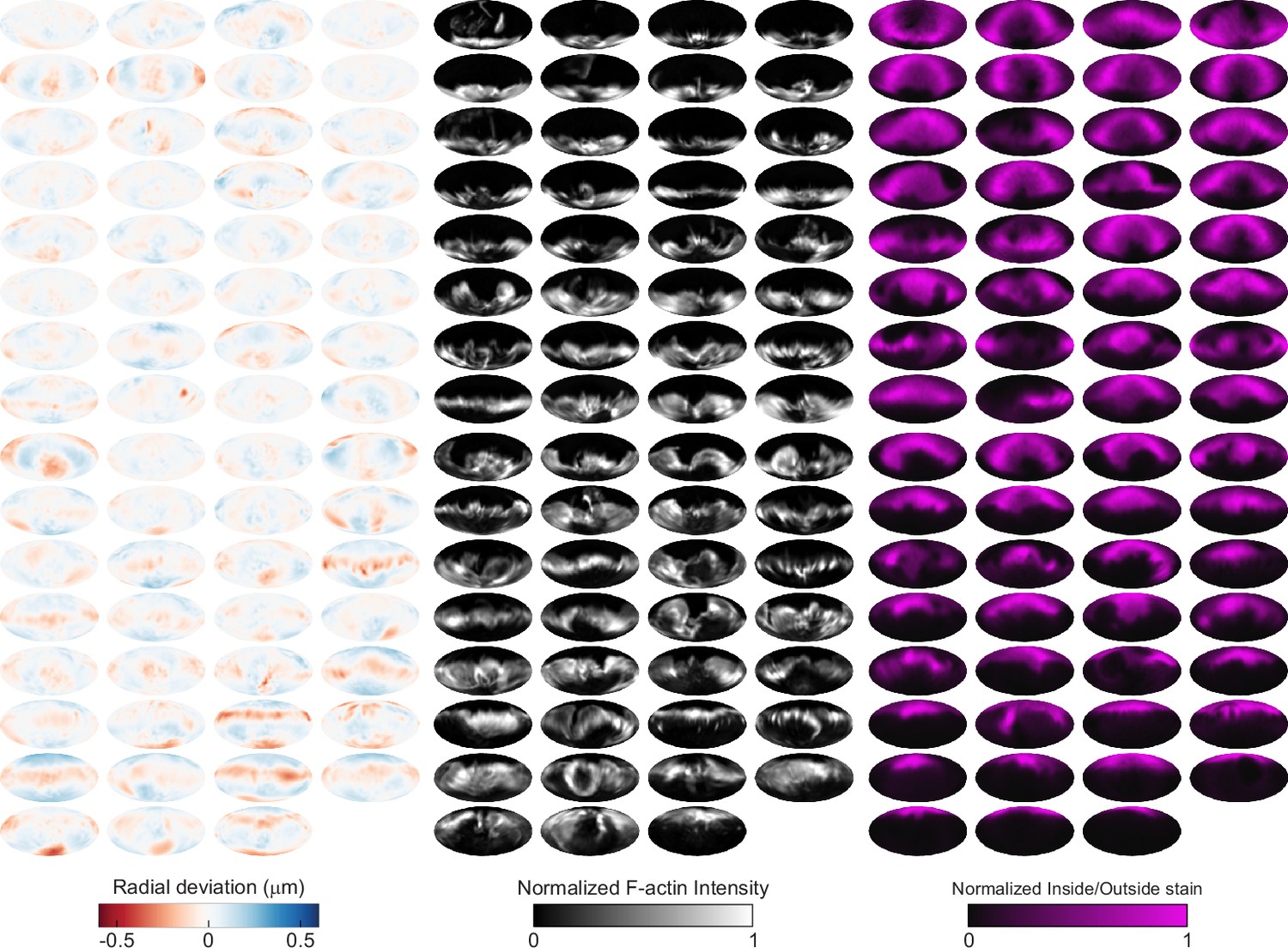 Figures and data in Phagocytic ‘teeth’ and myosin-II ‘jaw’ power target ...