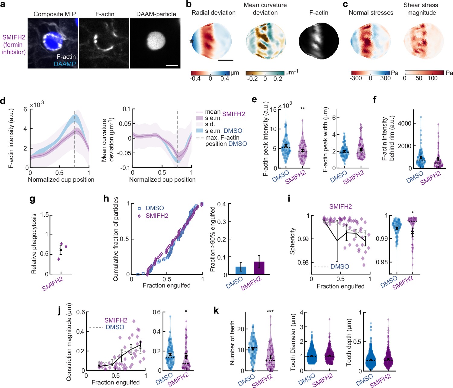 Figures and data in Phagocytic ‘teeth’ and myosin-II ‘jaw’ power target ...