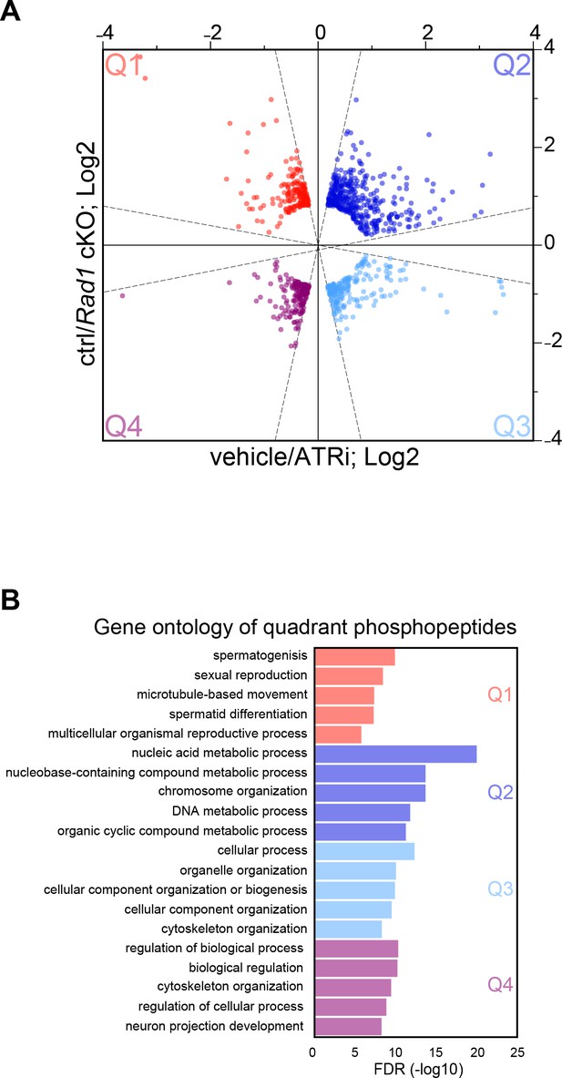 Figures And Data In Phosphoproteomics Of Atr Signaling In Mouse Testes Elife