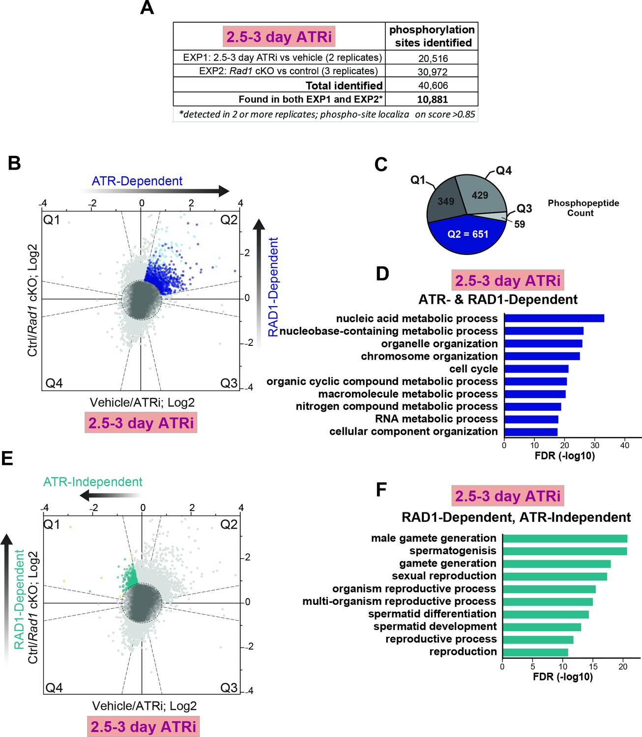 Figures And Data In Phosphoproteomics Of Atr Signaling In Mouse Testes Elife