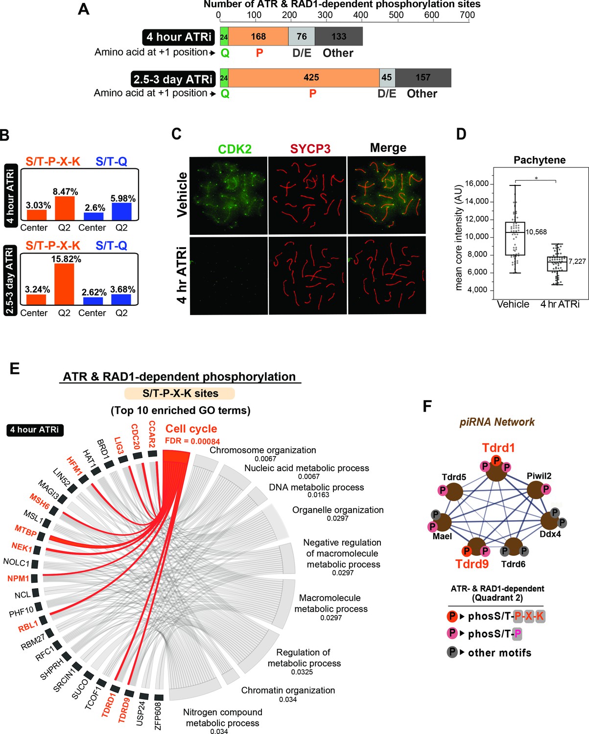 Figures And Data In Phosphoproteomics Of Atr Signaling In Mouse Testes Elife