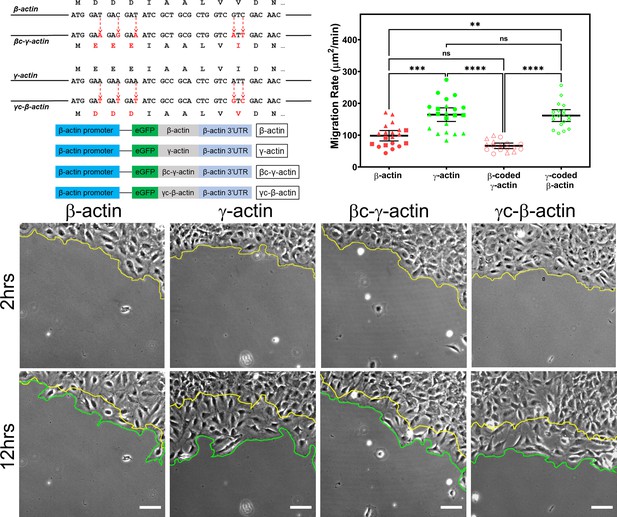 Different Translation Dynamics Of β- And γ-actin Regulates Cell ...