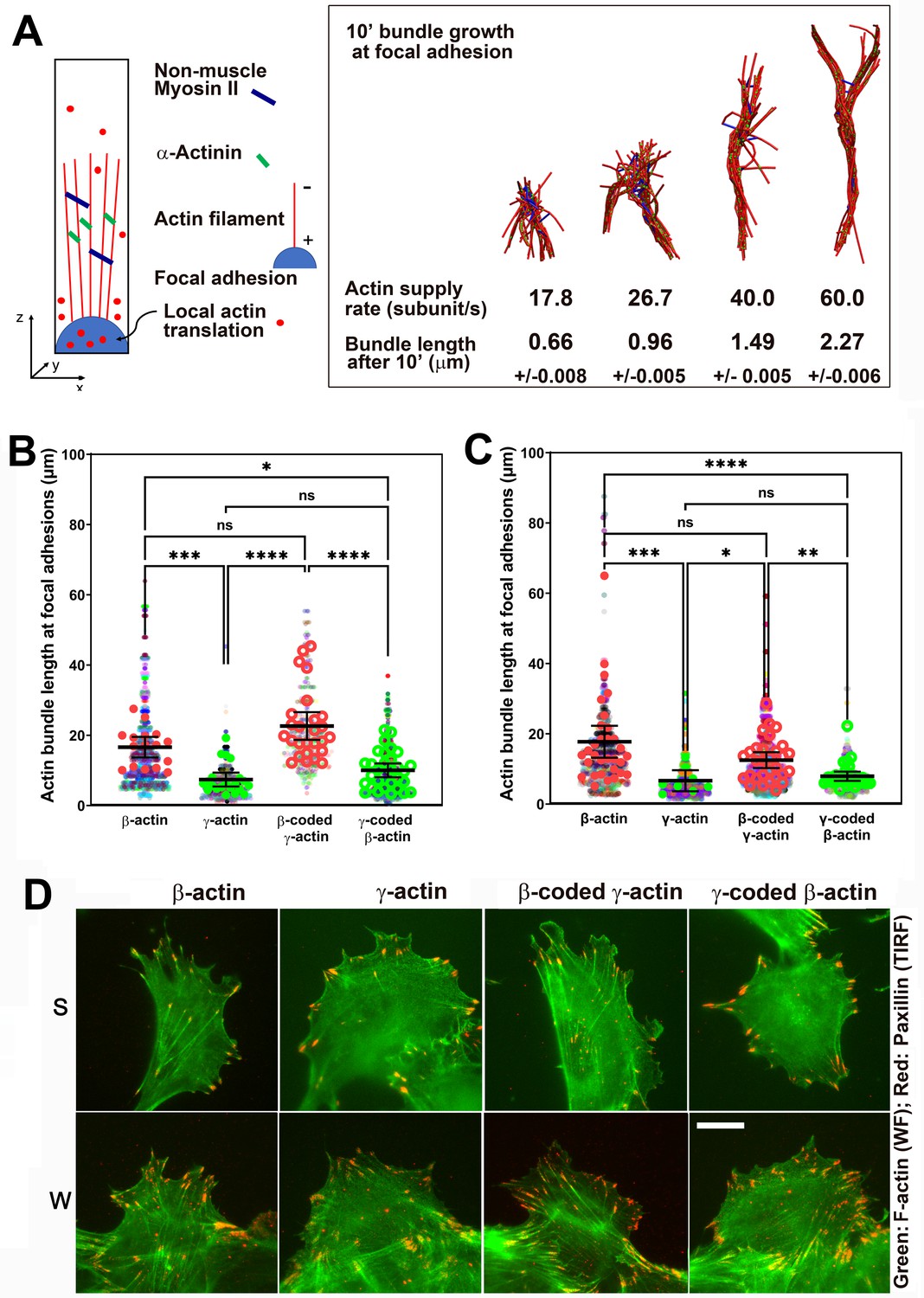 Different Translation Dynamics Of β- And γ-actin Regulates Cell ...