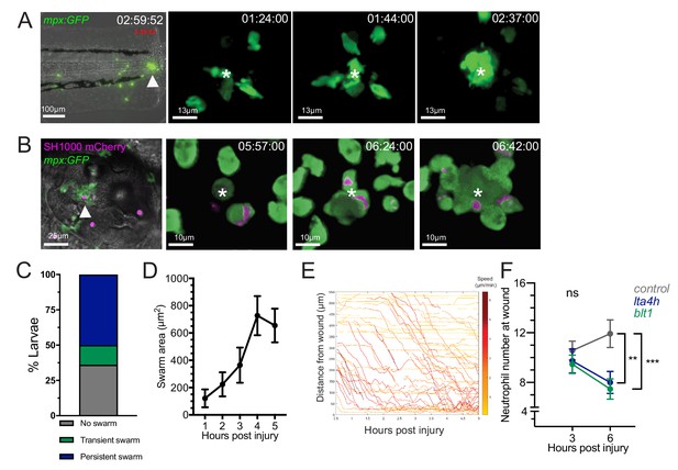 Pioneer Neutrophils Release Chromatin Within In Vivo Swarms | ELife