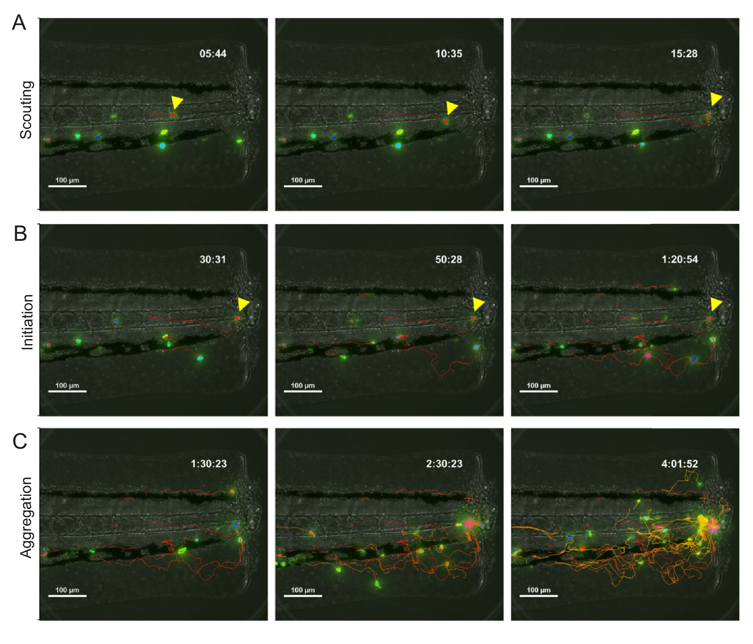 Figures And Data In Pioneer Neutrophils Release Chromatin Within In ...