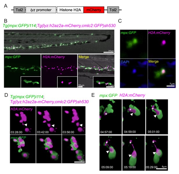 Pioneer Neutrophils Release Chromatin Within In Vivo Swarms | ELife