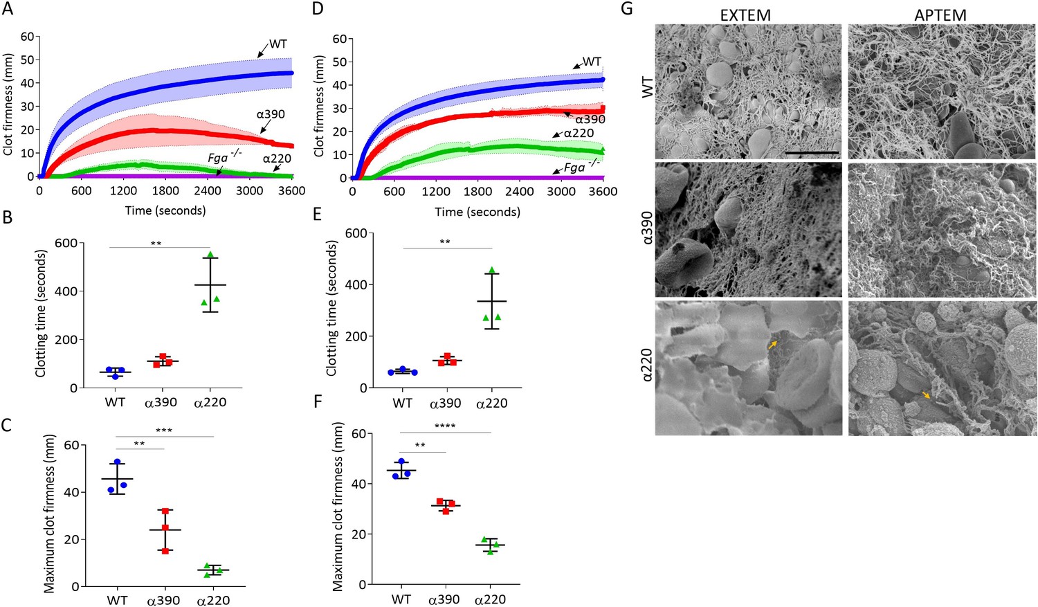 Fibrinogen αC-subregions critically contribute blood clot fibre growth ...