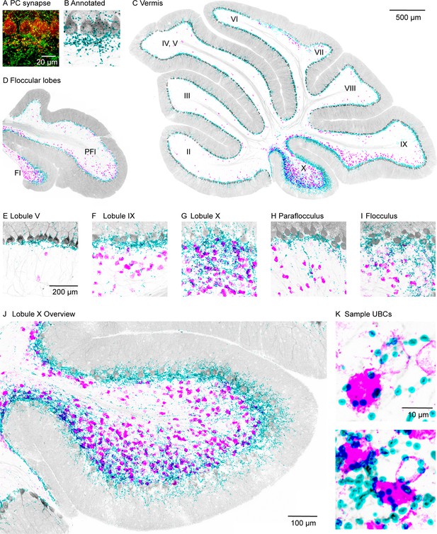 Figures And Data In Purkinje Cell Outputs Selectively Inhibit A Subset Of Unipolar Brush Cells