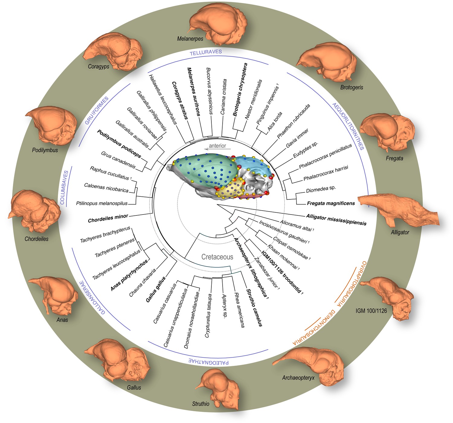 Novel Neuroanatomical Integration And Scaling Define Avian Brain Shape ...