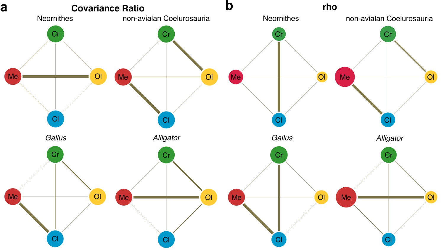 Novel neuroanatomical integration and scaling define avian