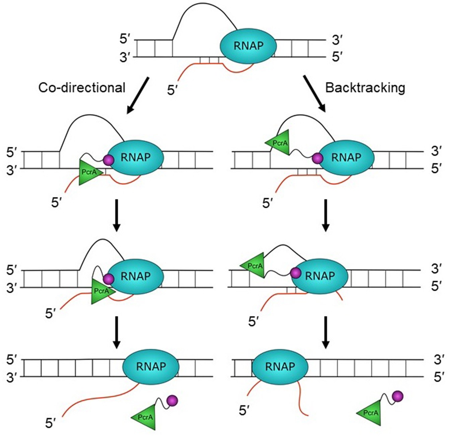 Analysis of the PcrA-RNA polymerase complex reveals a helicase