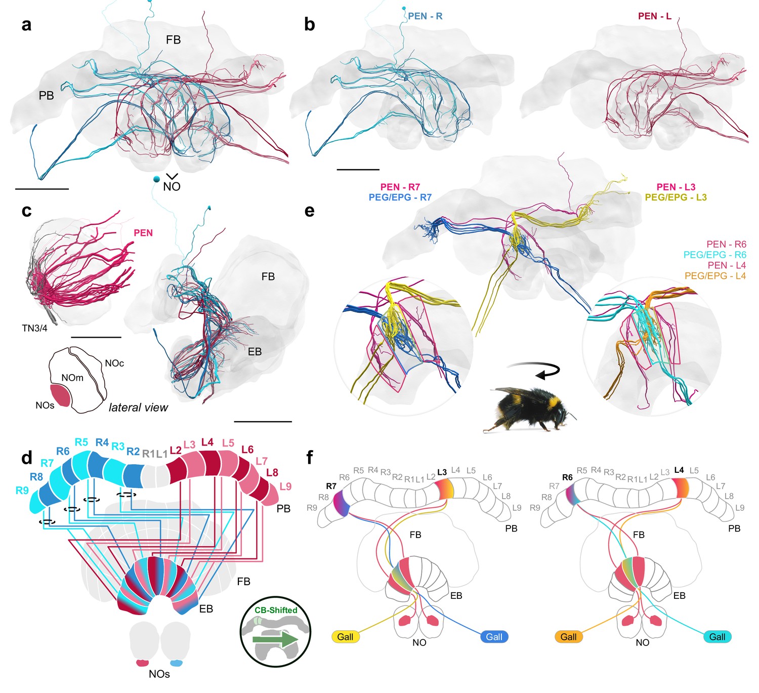 A projectome of the bumblebee central complex | eLife