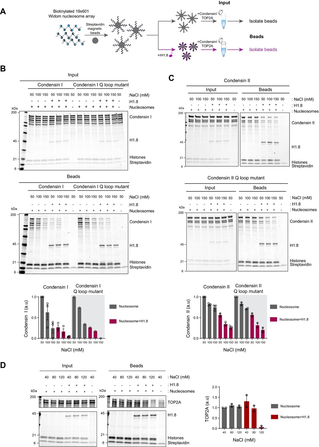 Linker histone H1.8 inhibits chromatin binding of condensins and DNA topoisomerase II to tune chromosome length and individualization eLife image