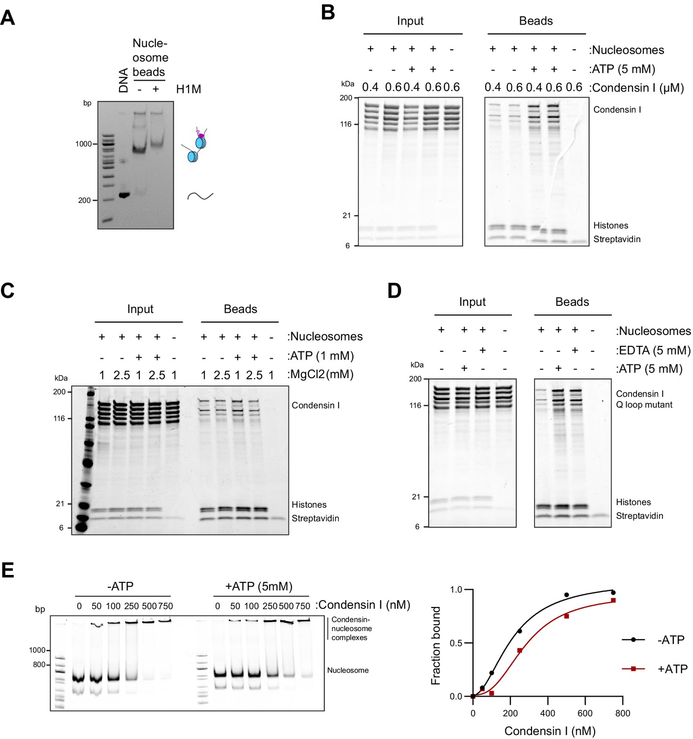 Figures and data in Linker histone H1.8 inhibits chromatin binding of ...