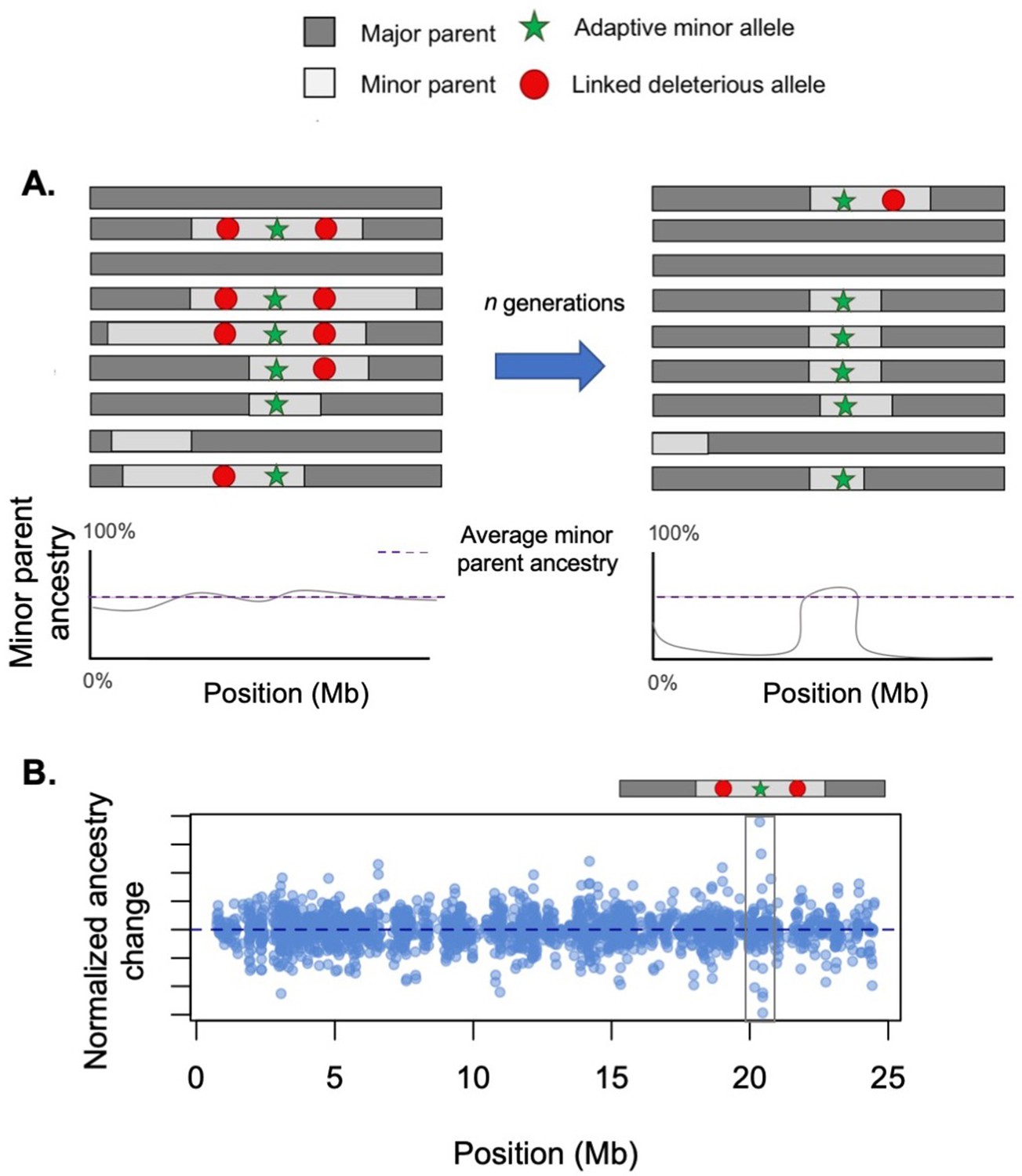 The Genomic Consequences Of Hybridization | ELife