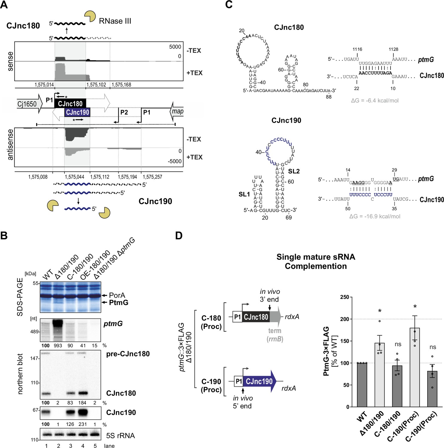 RNase III-mediated Processing Of A Trans-acting Bacterial, 44% OFF