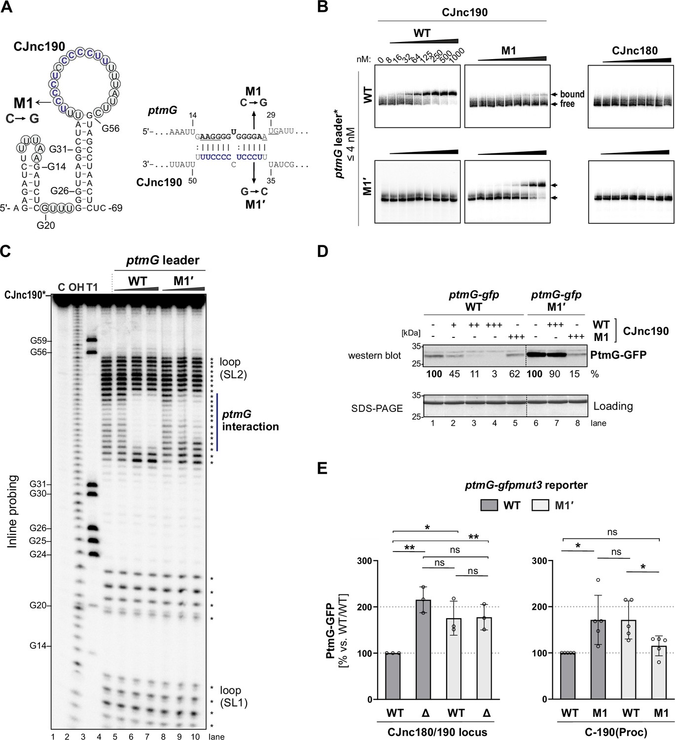 RNase III-mediated processing of a trans-acting bacterial sRNA and its ...