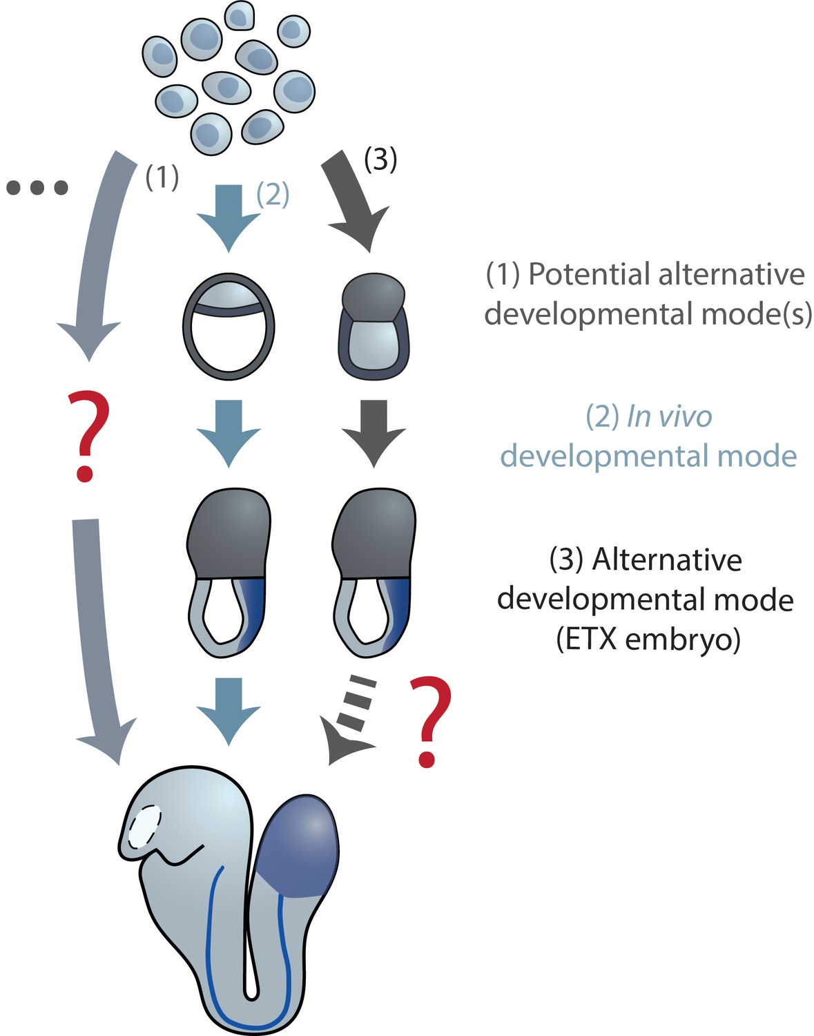 Studying Evolution Of The Primary Body Axis In Vivo And In Vitro | ELife